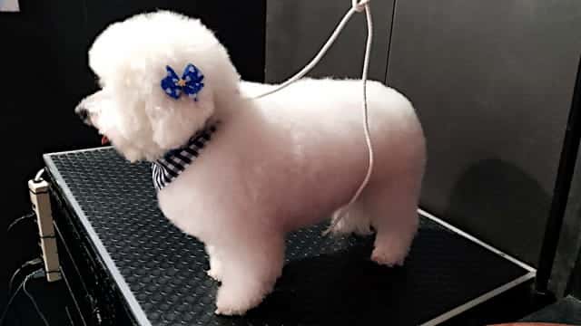 Perro raza bichón maltés color blanco posando en Maroma Peluquería Canina