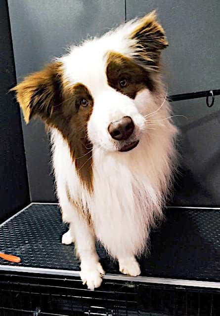 Perro raza border collie sentado en Maroma Peluquería Canina