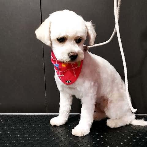 Perro raza maltés sentado posando en Maroma Peluquería Canina