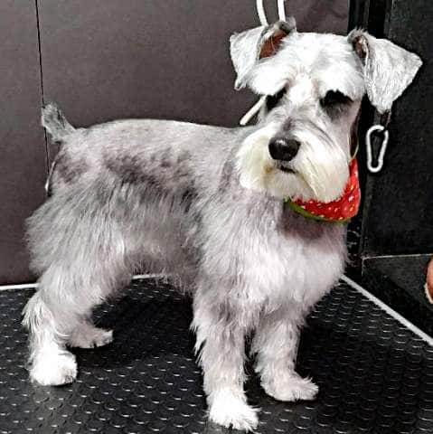 Perro raza schnauzer posando en Maroma Peluquería Canina